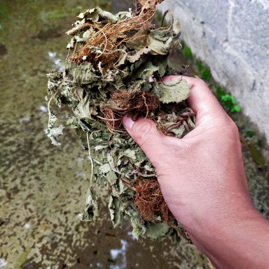 纳雍县 头晕药水杨梅路边青水益母带根全株水洗晒干一斤