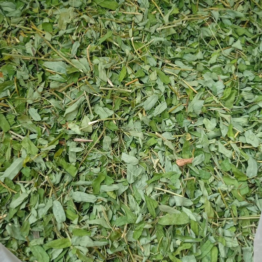 金秀县 鸡骨草茶