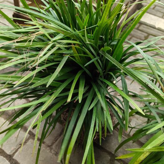 平湖市 兰花三七出售各种工程苗木花镜植物联系