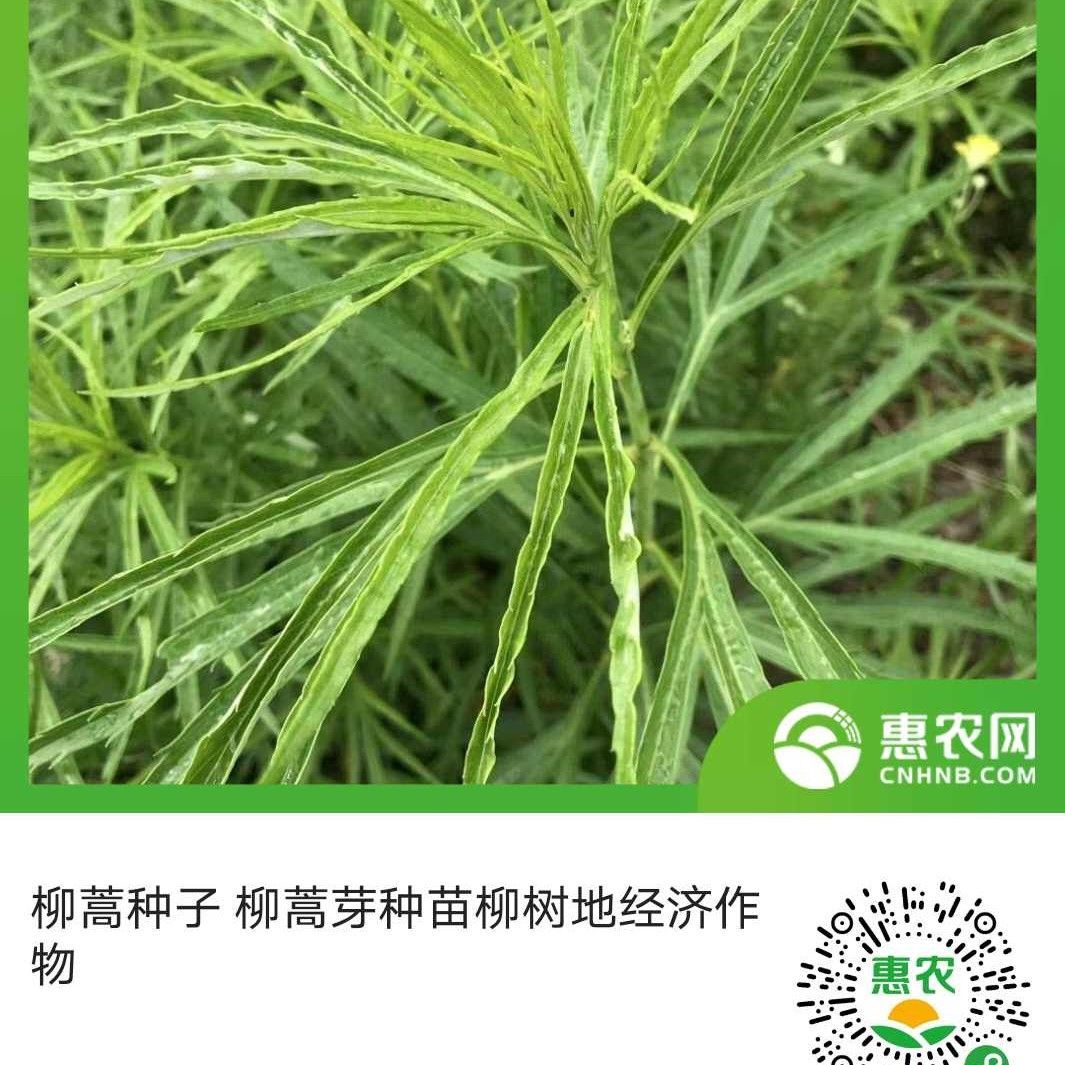 桦南县柳蒿芽扦插种条，一条可以剪10段。0.5元一条。