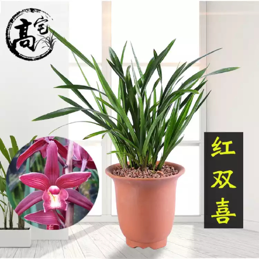 荔浦市 红双喜兰花  1到2苗  3到4苗