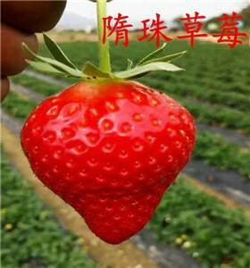 济南隋珠草莓苗 ，香野草莓苗。产量稳定。自家培育。价格低质量好。