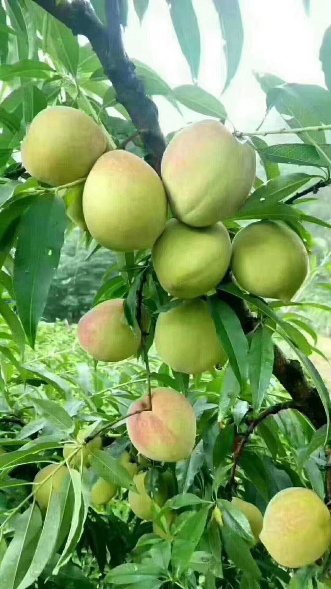 大果鹰嘴蜜桃  连平鹰嘴桃3两以上，脆甜，蜂蜜味，果场直发，