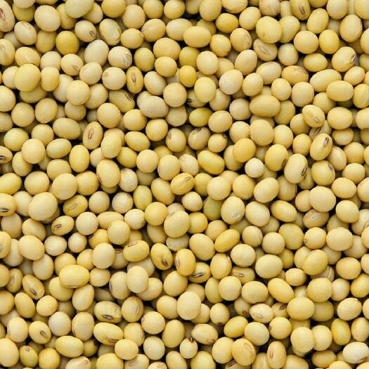 林甸县黄大豆 生大豆 1等品