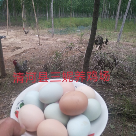 清河县芦花鸡蛋 食用 箱装