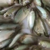 广州 宝石鲈鱼苗大量供应