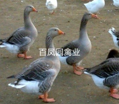 昆明 朗德鹅鹅苗