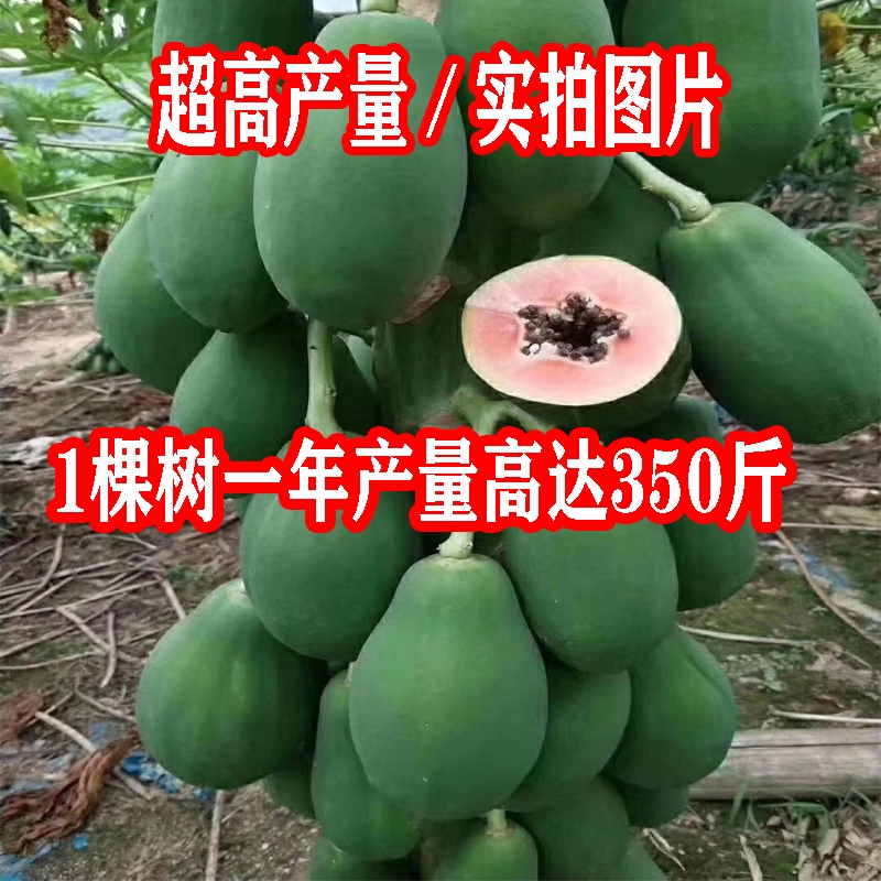 红心木瓜苗  包邮水果木瓜苗当年结果盆栽广西红心木瓜树苗南方带土发货