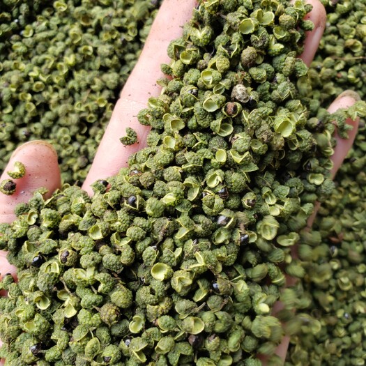 大姚县青花椒  云南麻椒2025新货上市开口80％