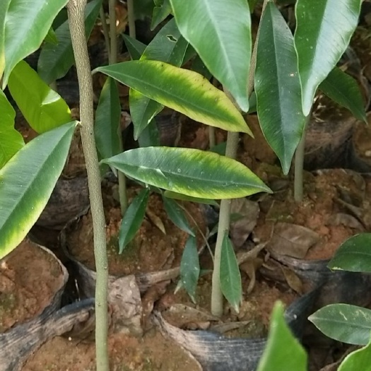 化州市沉香苗 黄泥杯沉香树苗(基地直销)