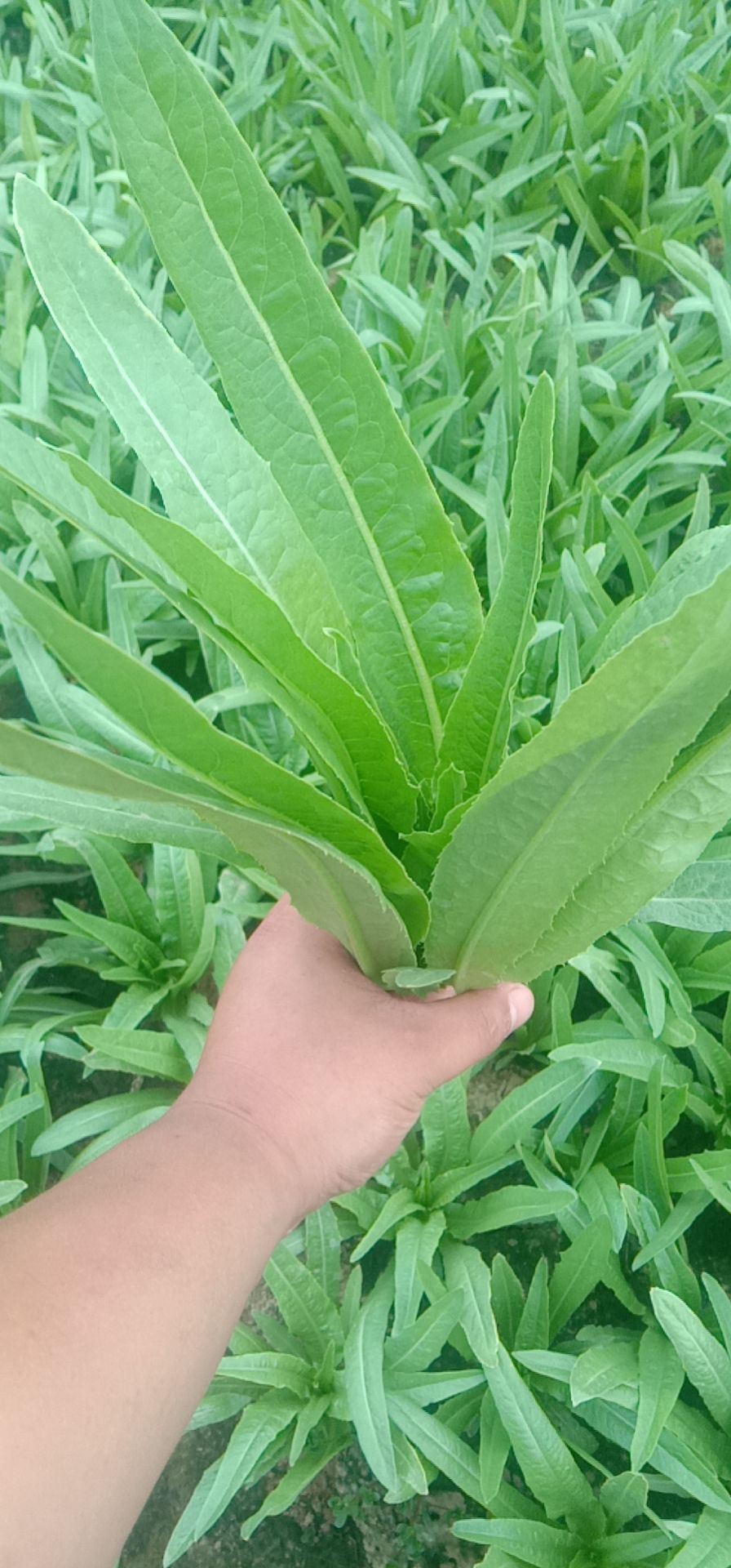  精品油麦菜 山东精品油麦精品供应  连锁生鲜超市 产地供应