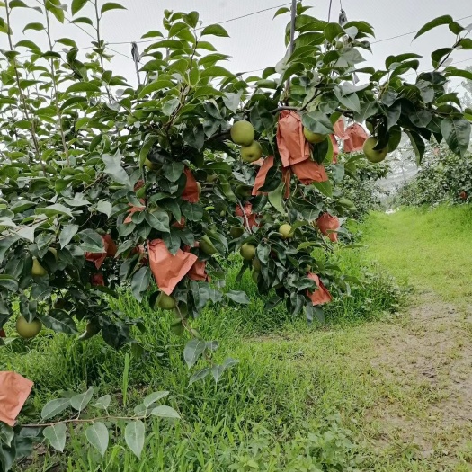 沭阳县翠冠梨  口感脆甜，无渣，核特小，绿色有机