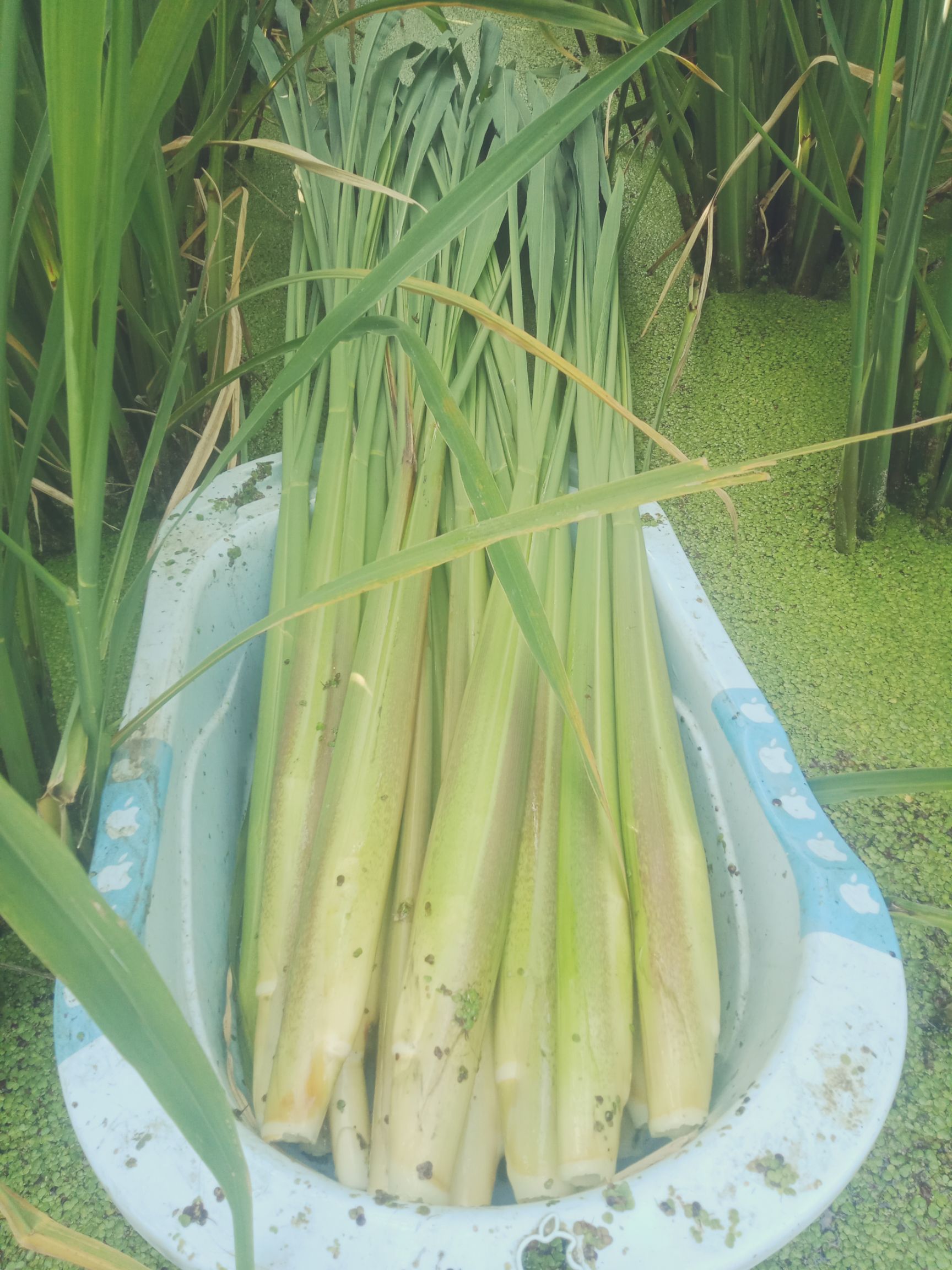 種苗批發]雙季茭白 種苗,六七八月份上市適合蝦蟹魚泥鰍養殖套種價格