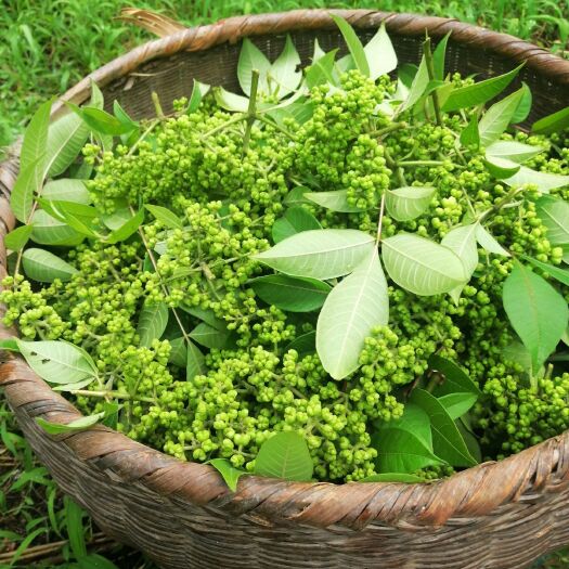 阳新县 吴茱萸