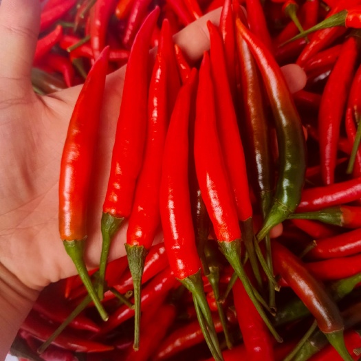 砚山县 新鲜辣椒大量批发，大量上市，品种优，质量好，我家免费提供场地