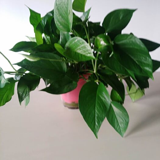 天津 绿萝
