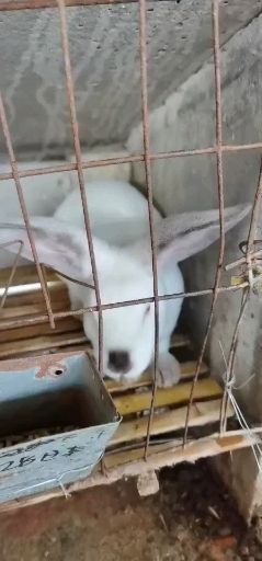 嘉祥县伊拉兔 哪里有卖种兔肉兔的养殖场