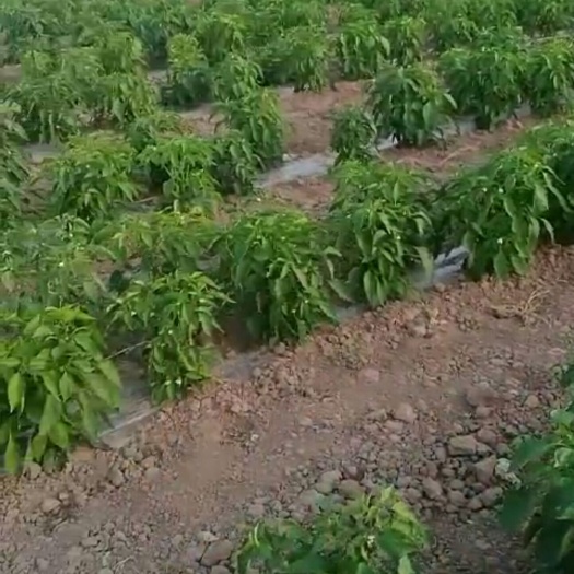 昌吉市薄皮椒 绿色蔬菜采摘园