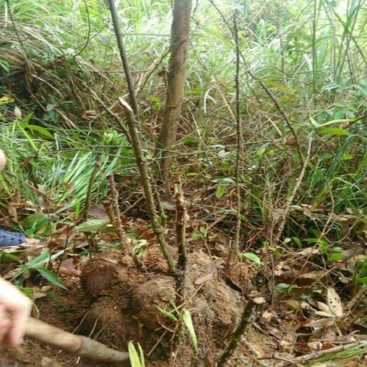 怀集县 薯莨十吨以上
