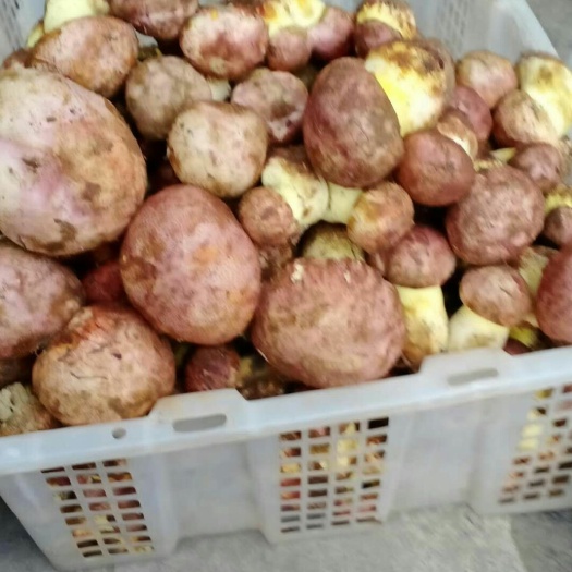 保山黑牛肝菌 红葱菌