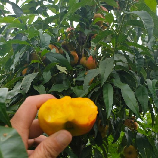 泰安风味皇后油蟠桃  油蟠7-7桃苗  早熟品种  中油桃品种