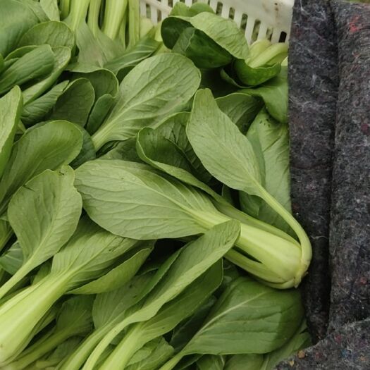 鄄城县 精品上海青奶白菜