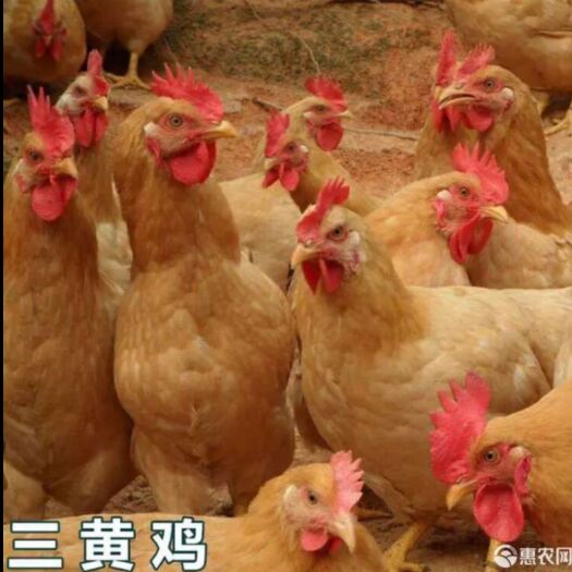 南宁厂家直销 优质三黄鸡苗，包打疫苗 质量保证 包运输损耗