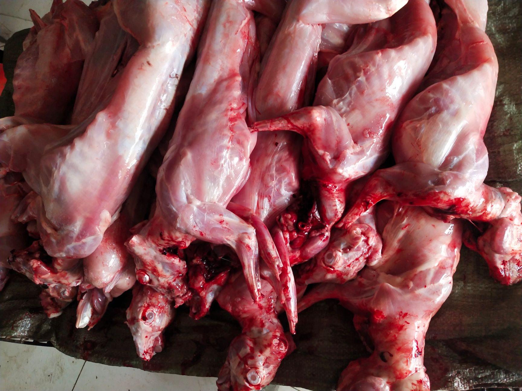 兔肉类  鲜兔肉新鲜兔肉散养现杀速冻后发货2只起整只兔肉生兔