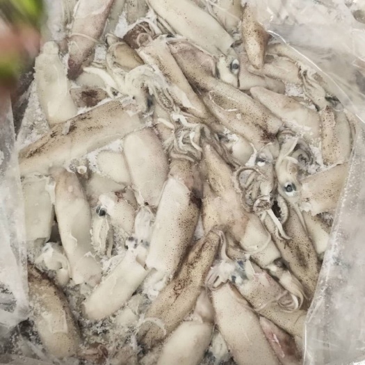 青岛 美国加州鱿鱼，美国笔管，海天使