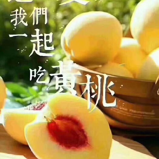 炎陵县 炎陵黄桃，桃醉天下，自家采摘，10斤包邮。