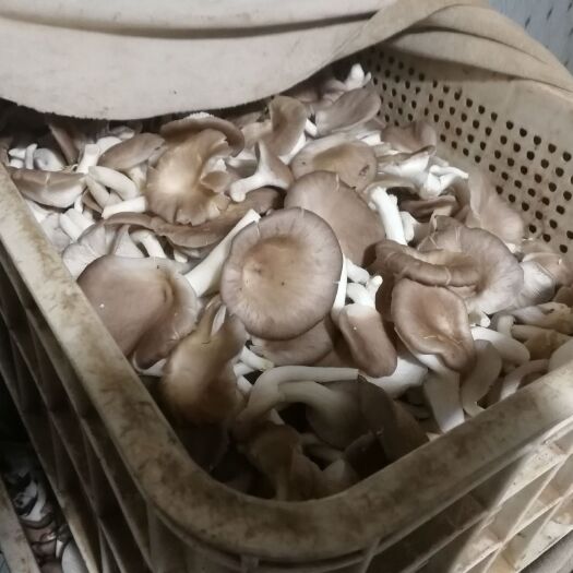 徐州 秀珍菇