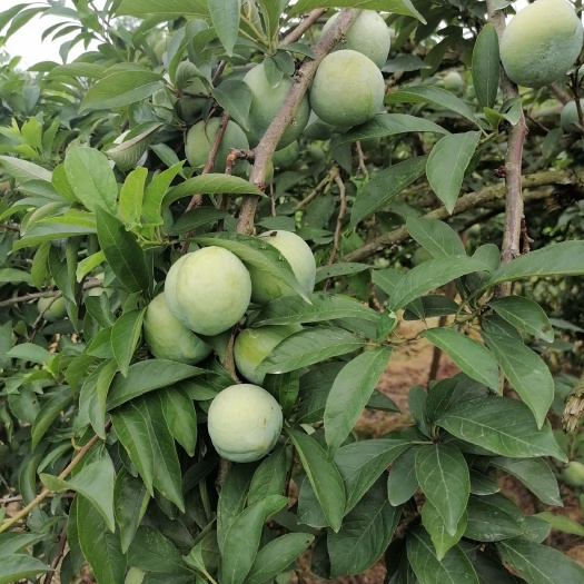 灌阳县 奈李
