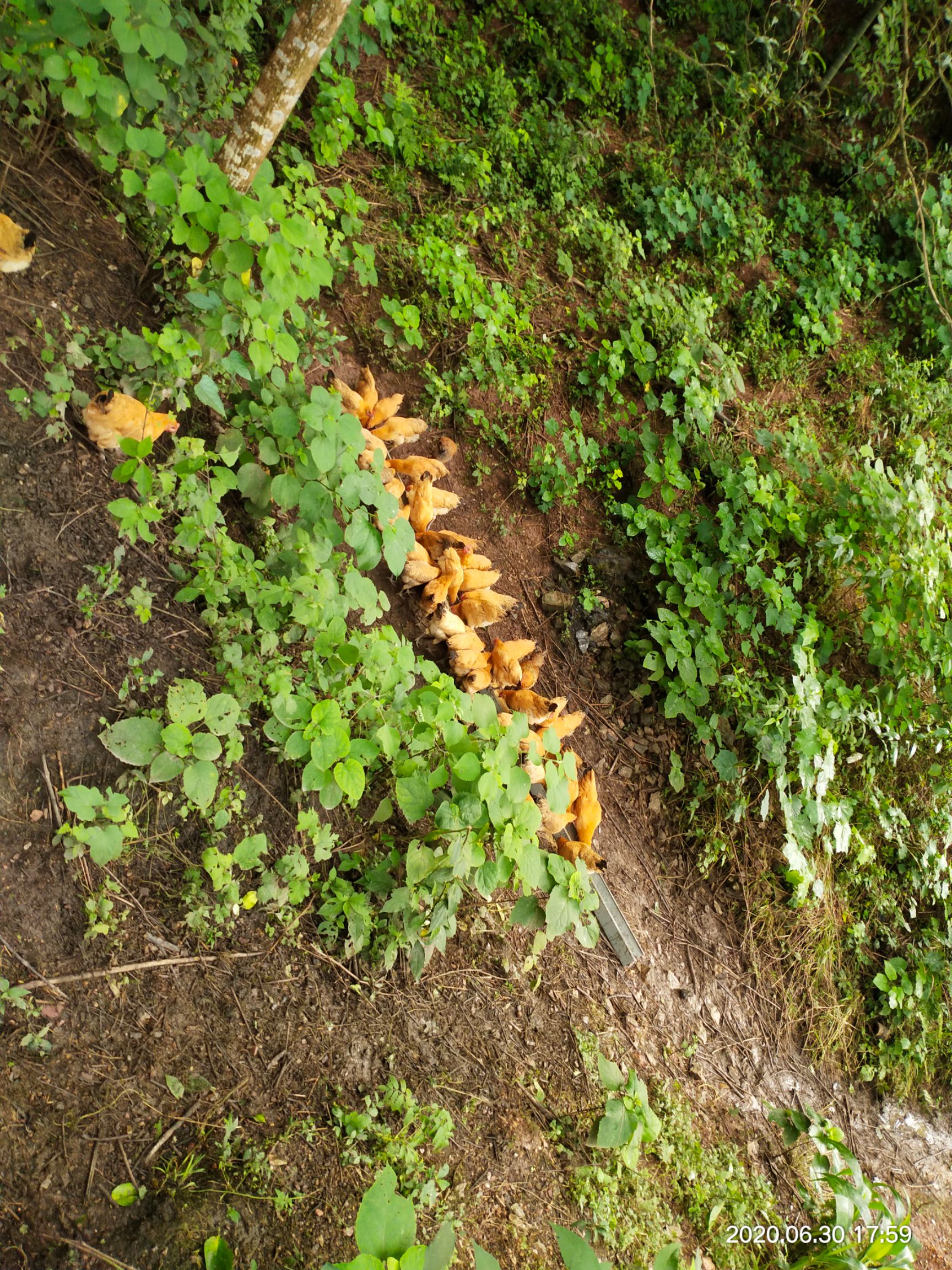 散養土雞全玉米山上放養