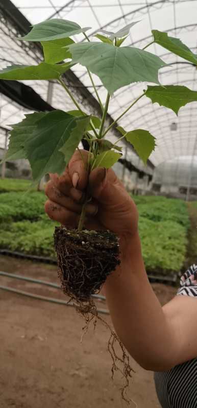 荥阳市 楸树穴苗，便宜处理大穴苗，0.17元40万棵