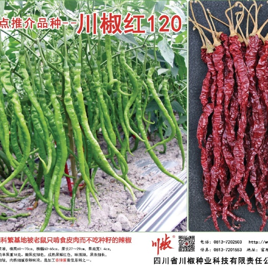 富顺县线椒种子 专业才有精品！