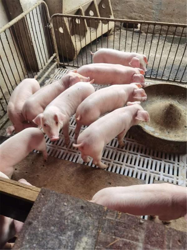 临朐县三元猪 仔猪 猪崽 优质育肥仔猪大降价了