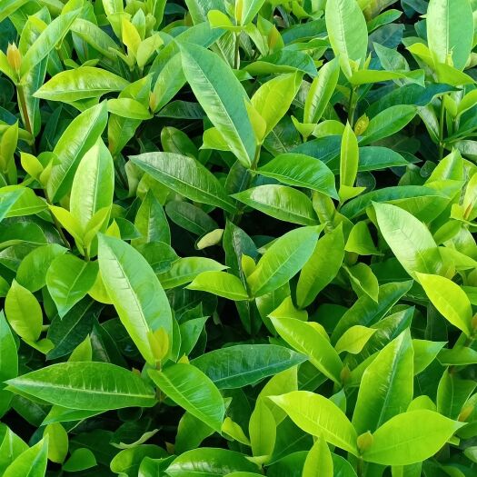 海口龙船花  20～30公分
