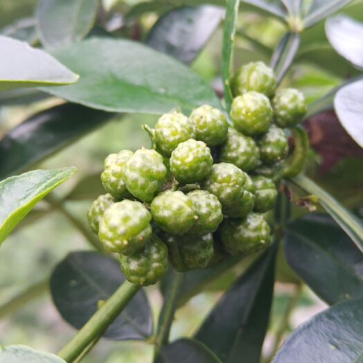 贞丰县 贵州黔西南州花椒