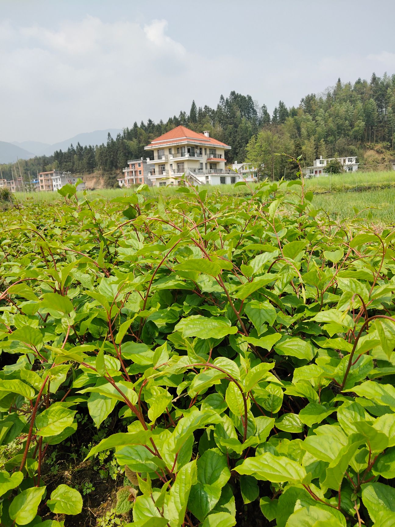 丹东软枣猕猴桃苗