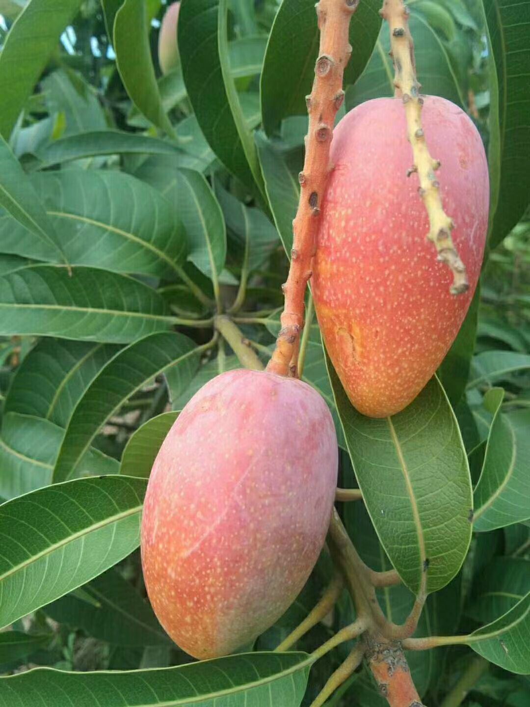 攀枝花汤米芒果贵妃芒果