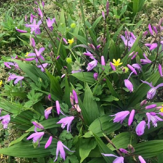 蕲春县 三叉紫花 白及