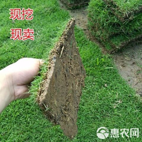 马尼拉草皮结缕草草皮大量现货