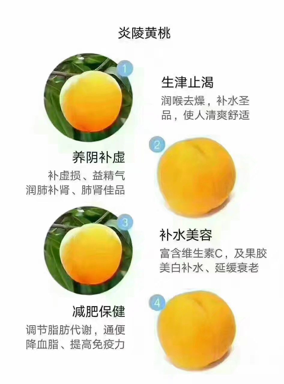  炎陵黄桃原产地现摘现卖