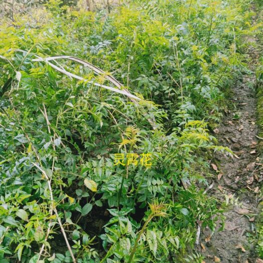 成都凌霄花 凌霄苗