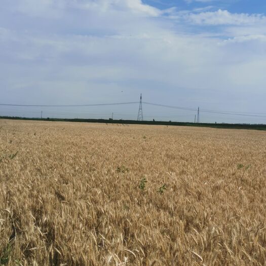 昌吉市 新疆昌吉市自家种植新冬22号优质强劲小麦