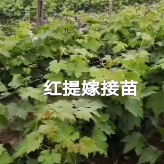 红提苗  红提葡萄苗，一年生，贝达嫁接