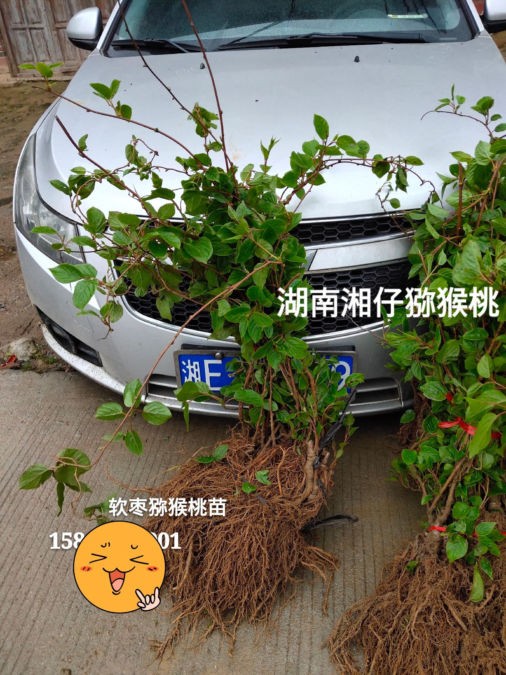 丹东软枣猕猴桃苗