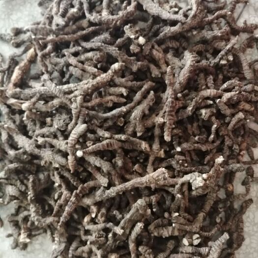 信阳石菖蒲  药用菖蒲