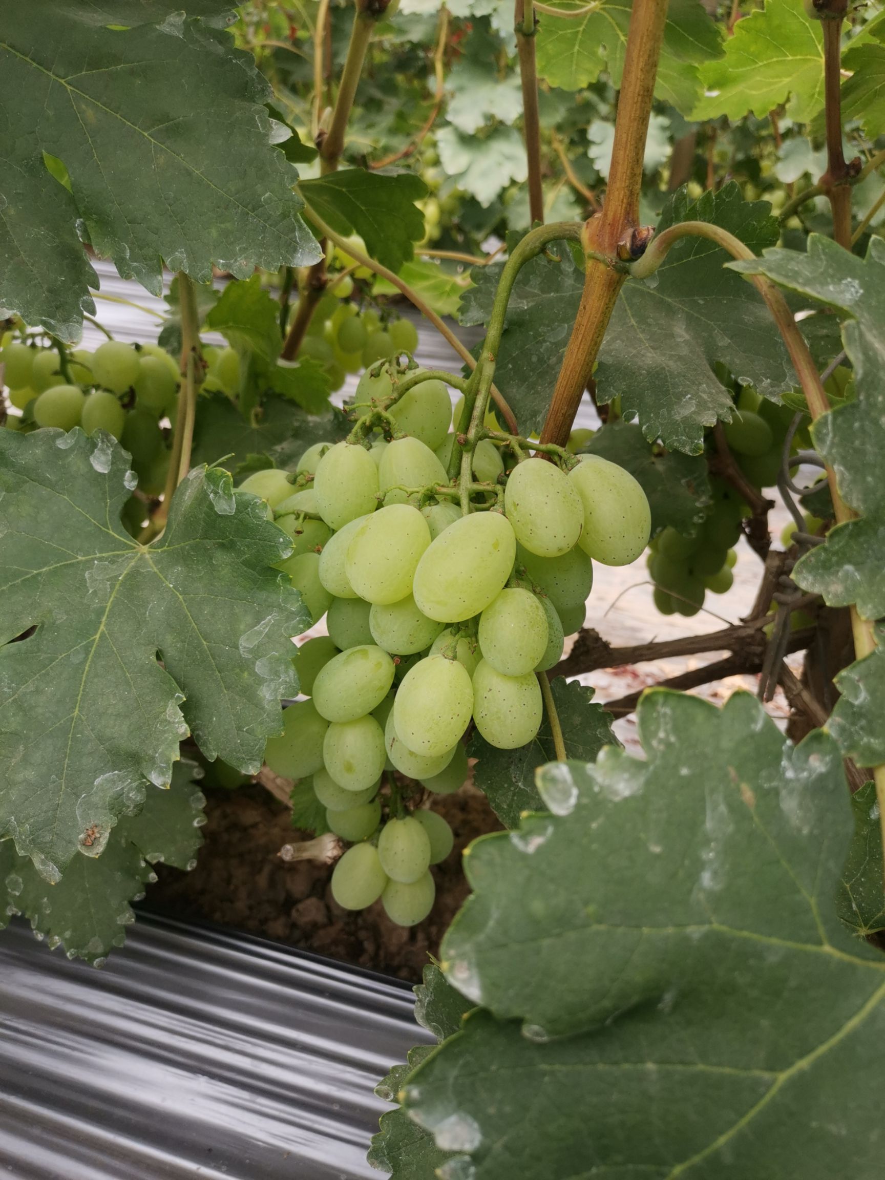 维多利亚葡萄甜蜜多汁