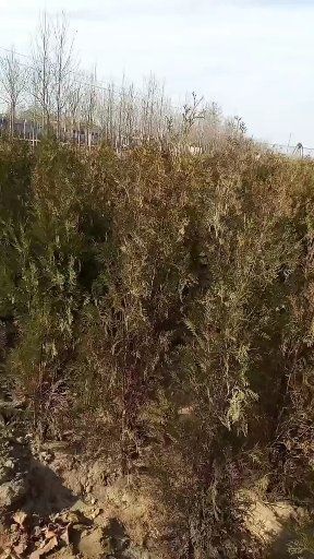 定州市圆枝侧柏  侧柏2.5米